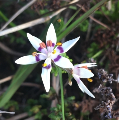 Wurmbea dioica subsp. dioica (Early Nancy) at Bruce Ridge to Gossan Hill - 3 Sep 2021 by Ned_Johnston