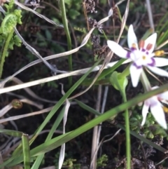 Wurmbea dioica subsp. dioica at Bruce, ACT - 3 Sep 2021 03:30 PM