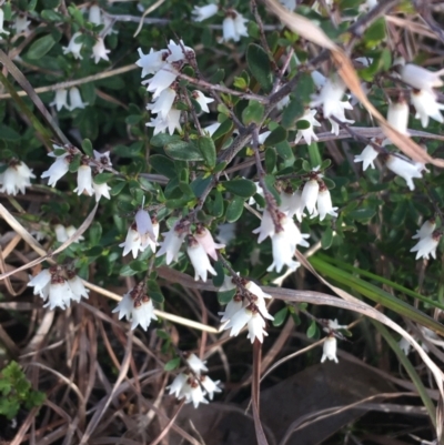 Cryptandra amara (Bitter Cryptandra) at Bruce Ridge - 3 Sep 2021 by NedJohnston