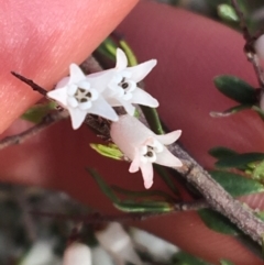 Cryptandra amara at Bruce, ACT - 3 Sep 2021 03:32 PM