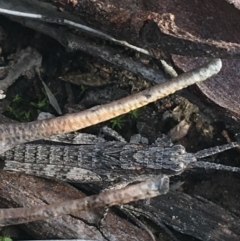 Coryphistes ruricola (Bark-mimicking Grasshopper) at Bruce, ACT - 3 Sep 2021 by NedJohnston