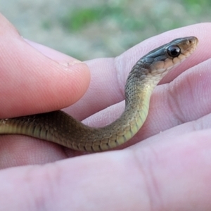 Tropidonophis mairii at Rangewood, QLD - 1 Jun 2021