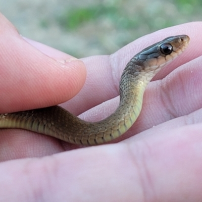 Tropidonophis mairii subsp. mairii (keelback, freshwater snake) at Rangewood, QLD - 1 Jun 2021 by sayoung15