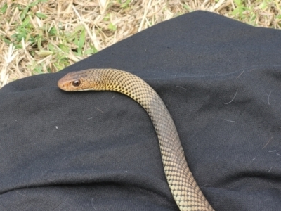 Demansia vestigiata (Black Whip Snake) at Douglas, QLD - 11 Jun 2021 by sayoung15