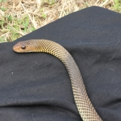 Demansia vestigiata (Black Whip Snake) at Douglas, QLD - 11 Jun 2021 by sayoung15