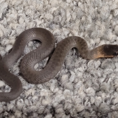 Tropidonophis mairii subsp. mairii (keelback, freshwater snake) at Burdell, QLD - 24 Jun 2021 by sayoung15