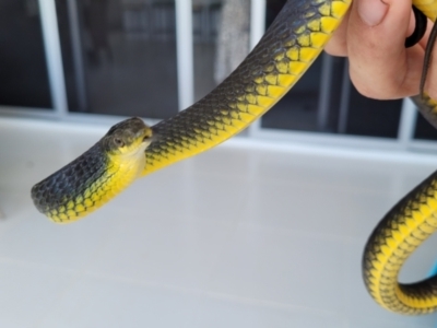 Dendrelaphis punctulatus (Green Tree Snake) at Kirwan, QLD - 22 Aug 2021 by sayoung15