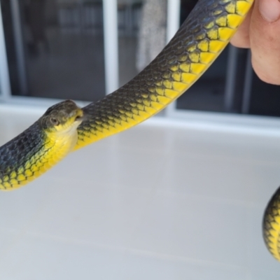 Dendrelaphis punctulatus (Green Tree Snake) at Kirwan, QLD - 22 Aug 2021 by sayoung15