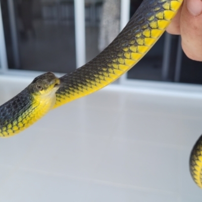 Dendrelaphis punctulatus (Green Tree Snake) at Kirwan, QLD - 21 Aug 2021 by sayoung15