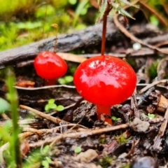 Hygrocybe sp. ‘red’ (A Waxcap) at Stromlo, ACT - 5 Sep 2021 by RobG1