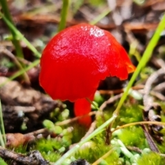 Hygrocybe sp. ‘red’ at Stromlo, ACT - 5 Sep 2021