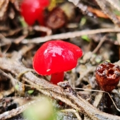 Hygrocybe sp. ‘red’ at Stromlo, ACT - 5 Sep 2021