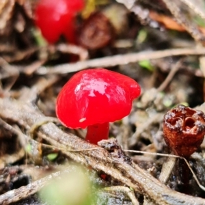 Hygrocybe sp. ‘red’ at Stromlo, ACT - 5 Sep 2021