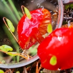 Hygrocybe sp. ‘red’ at Stromlo, ACT - 5 Sep 2021