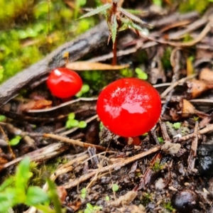 Hygrocybe sp. ‘red’ at Stromlo, ACT - 5 Sep 2021 03:04 PM