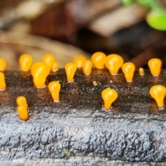 Heterotextus sp. (A yellow saprophytic jelly fungi) at Piney Ridge - 5 Sep 2021 by RobG1