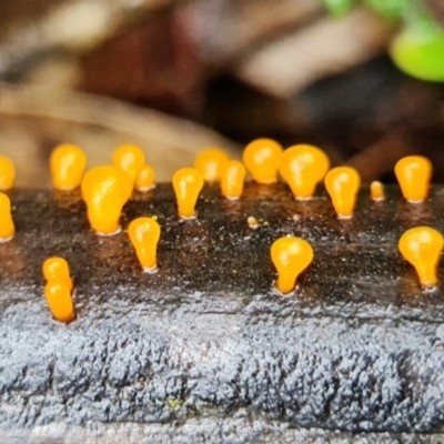 Heterotextus sp. (A yellow saprophytic jelly fungi) at Piney Ridge - 5 Sep 2021 by RobG1