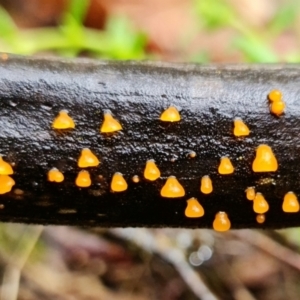 Heterotextus sp. at Denman Prospect, ACT - 5 Sep 2021