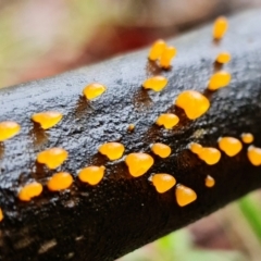 Heterotextus sp. at Denman Prospect, ACT - 5 Sep 2021