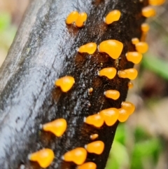 Heterotextus sp. at Denman Prospect, ACT - 5 Sep 2021