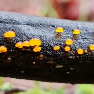 Heterotextus sp. at Denman Prospect, ACT - 5 Sep 2021