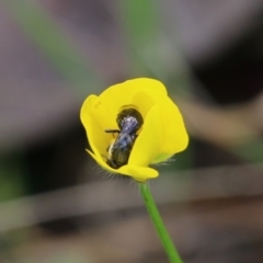 Unidentified Bee (Hymenoptera, Apiformes) at Wodonga, VIC - 5 Sep 2021 by Kyliegw