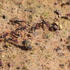 Iridomyrmex purpureus (Meat Ant) at Wodonga - 5 Sep 2021 by KylieWaldon