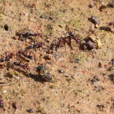Iridomyrmex purpureus (Meat Ant) at Jack Perry Reserve - 5 Sep 2021 by Kyliegw
