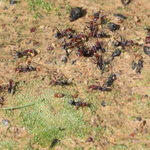 Iridomyrmex purpureus at Wodonga, VIC - 5 Sep 2021