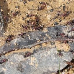 Iridomyrmex purpureus at Wodonga, VIC - 5 Sep 2021 10:20 AM