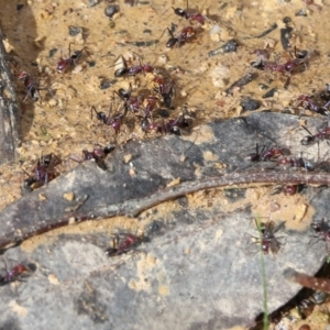 Iridomyrmex purpureus at Wodonga, VIC - 5 Sep 2021 10:20 AM