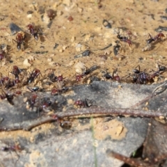 Iridomyrmex purpureus at Wodonga, VIC - 5 Sep 2021 10:20 AM