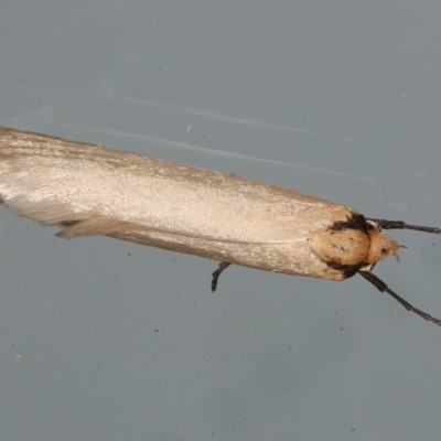 Philobota mathematica group undescribed species. (A concealer moth) at Ainslie, ACT - 29 Aug 2021 by jbromilow50