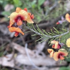 Dillwynia sericea (Egg And Bacon Peas) at Majura, ACT - 5 Sep 2021 by JaneR