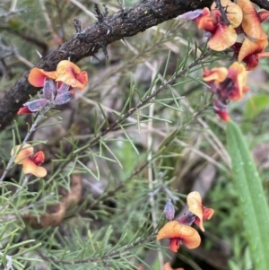 Dillwynia sericea at Majura, ACT - 5 Sep 2021 04:24 PM