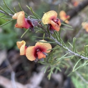 Dillwynia sericea at Majura, ACT - 5 Sep 2021 04:24 PM