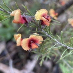 Dillwynia sericea at Majura, ACT - 5 Sep 2021