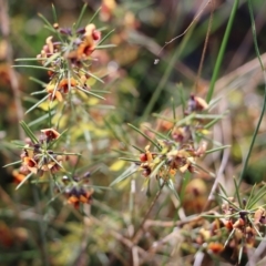 Daviesia genistifolia (Broom Bitter Pea) at Wodonga, VIC - 5 Sep 2021 by KylieWaldon