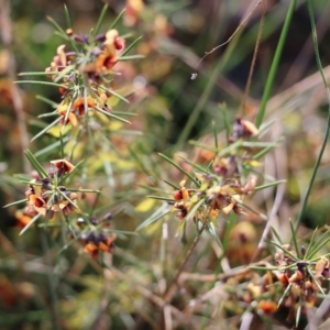 Daviesia genistifolia at Wodonga, VIC - 5 Sep 2021