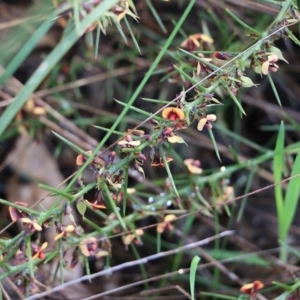 Daviesia genistifolia at Wodonga, VIC - 5 Sep 2021
