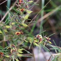 Daviesia genistifolia at Wodonga, VIC - 5 Sep 2021