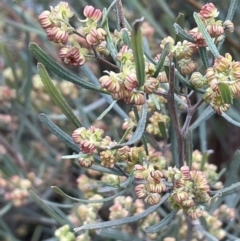 Dodonaea viscosa (Hop Bush) at Majura, ACT - 5 Sep 2021 by JaneR