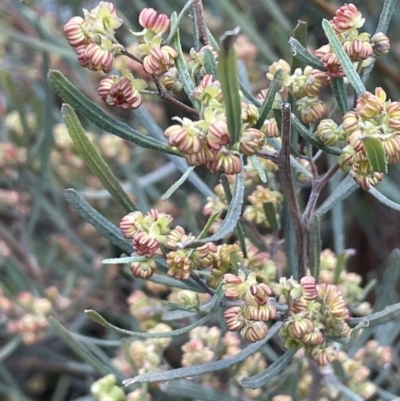 Dodonaea viscosa (Hop Bush) at Majura, ACT - 5 Sep 2021 by JaneR