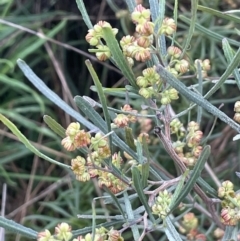 Dodonaea viscosa at Majura, ACT - 5 Sep 2021