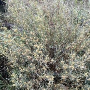 Dodonaea viscosa at Majura, ACT - 5 Sep 2021