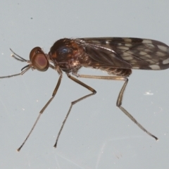 Sylvicola dubius (Wood-gnat) at Ainslie, ACT - 29 Aug 2021 by jbromilow50