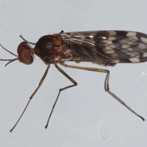 Sylvicola dubius at Ainslie, ACT - 29 Aug 2021 09:39 PM