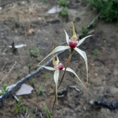 Caladenia valida (Robust Spider Orchid) at Flinders Chase National Park - 5 Sep 2021 by laura.williams