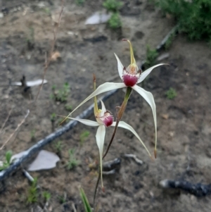 Caladenia valida at suppressed - 5 Sep 2021