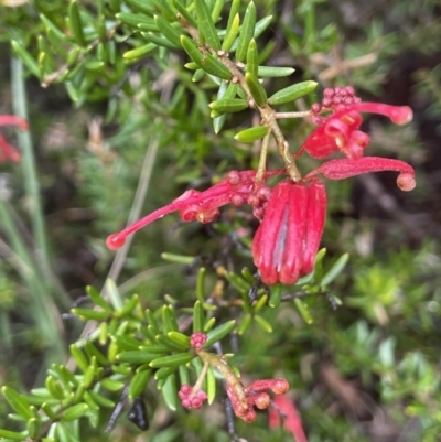 Grevillea juniperina (Grevillea) at Mount Ainslie - 5 Sep 2021 by JaneR